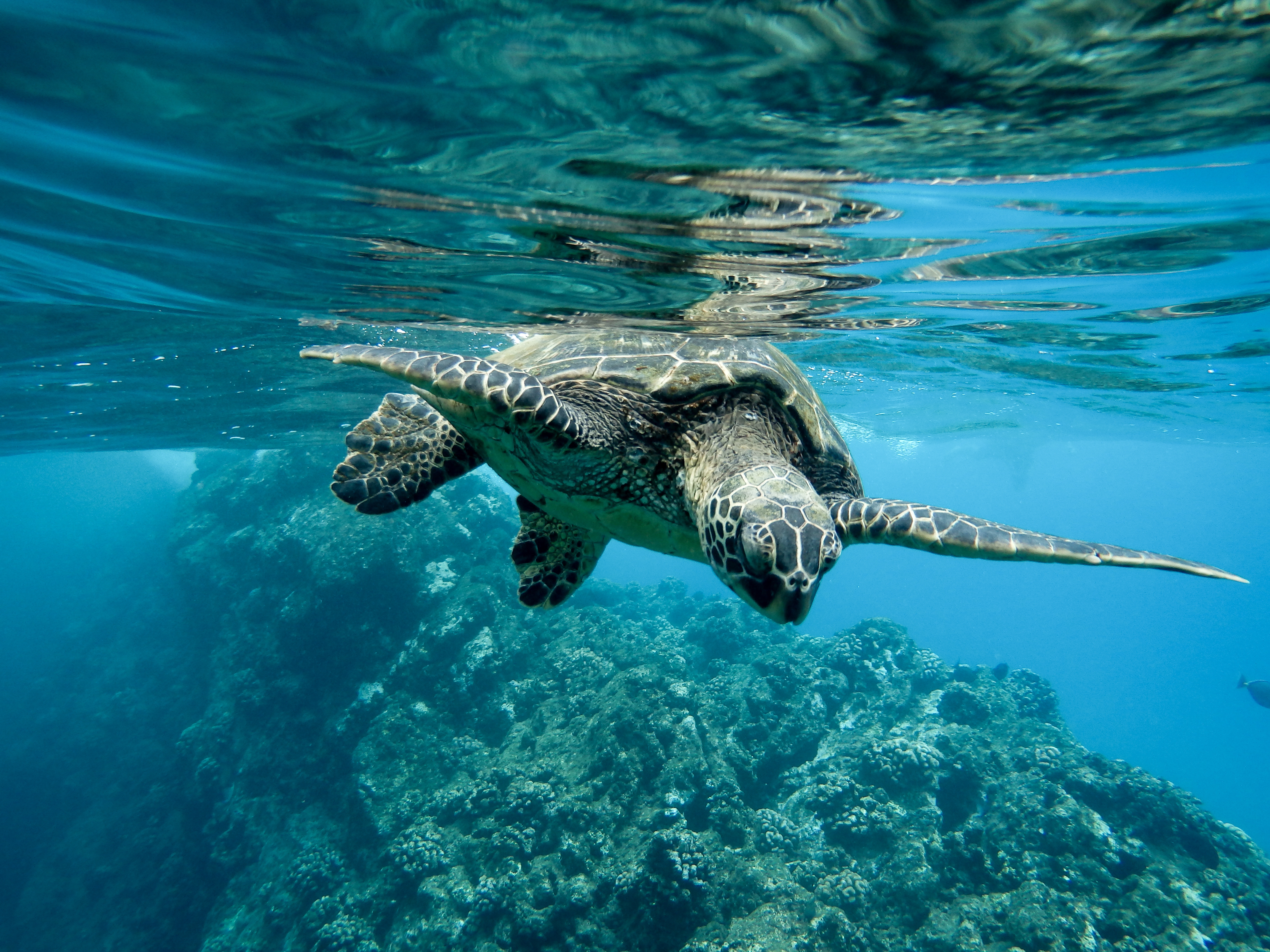 Sea turtle in Sri Lankan waters