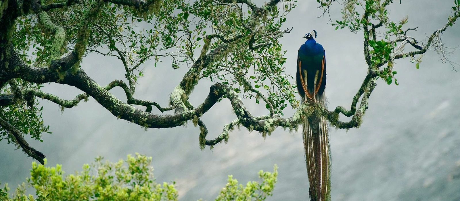 Sri Lanka – P 23