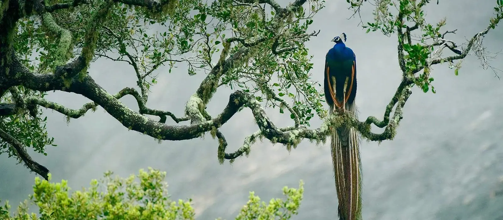 Sri Lanka – P 23
