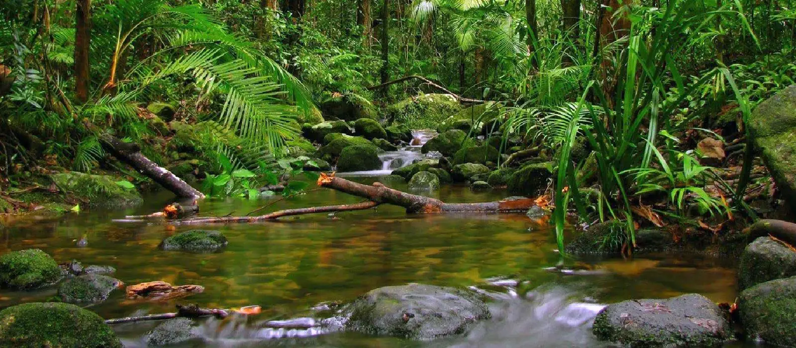 Sri Lanka – P 24