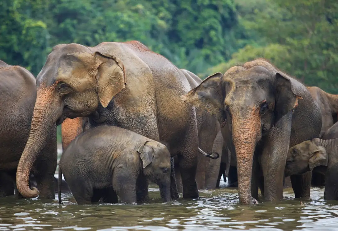 Sri Lankan Elephant Safari