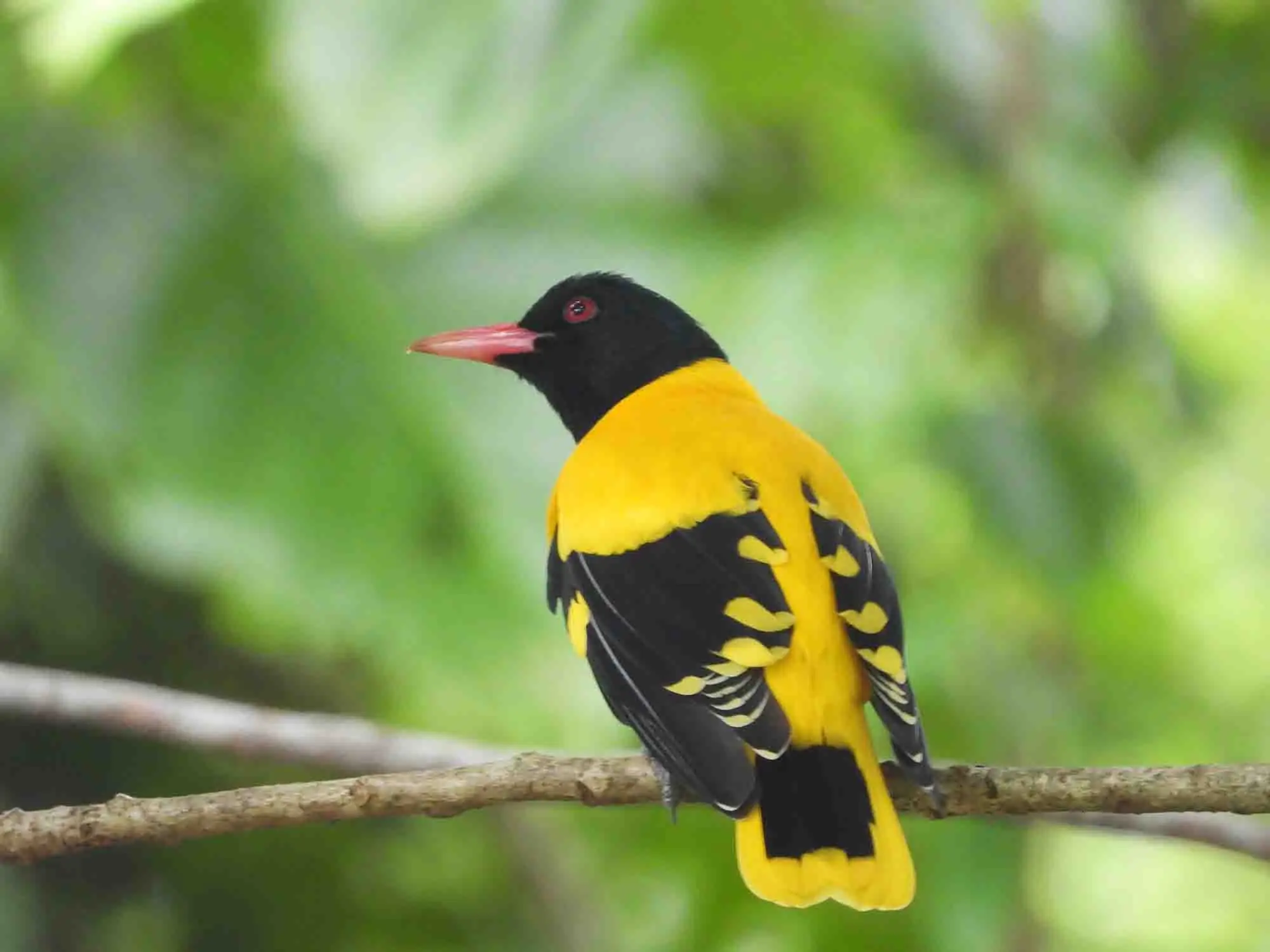 Wildlife Photography and Bird Watching Sri Lanka