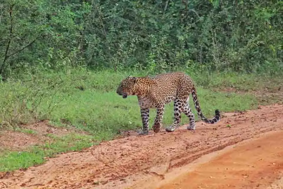 Leopard tracking on a big game safari in Yala National Park