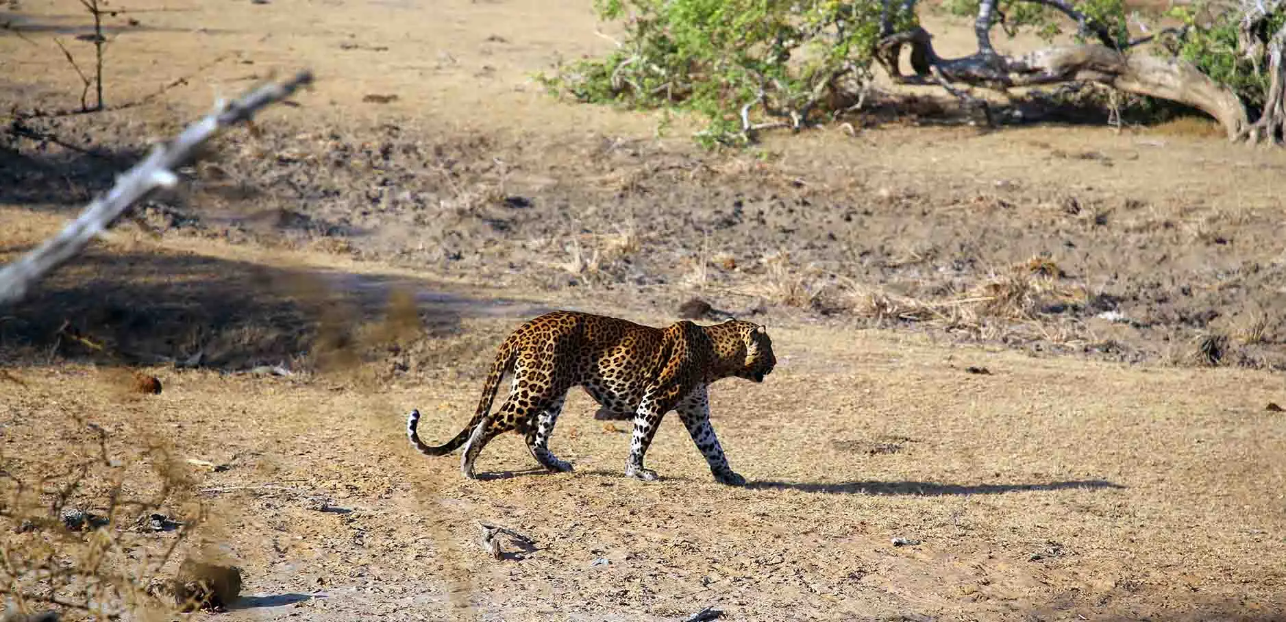 Leopard tracking in Wilpattu National Park lakes